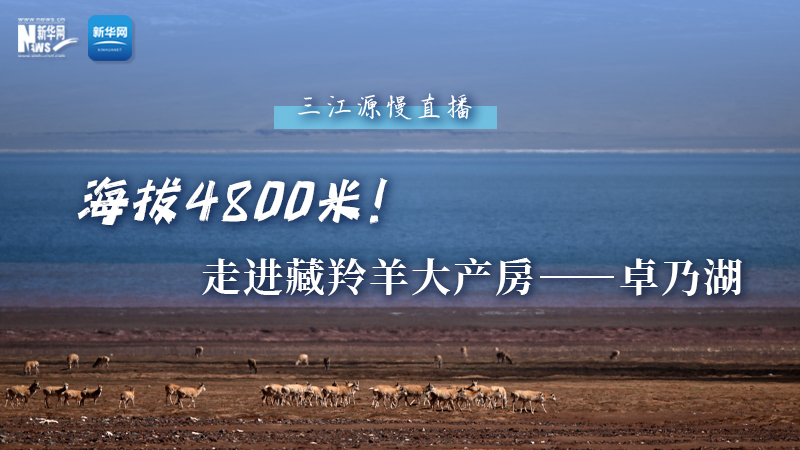 大美中國(guó)｜海拔4800米！走進(jìn)藏羚羊大產(chǎn)房——卓乃湖