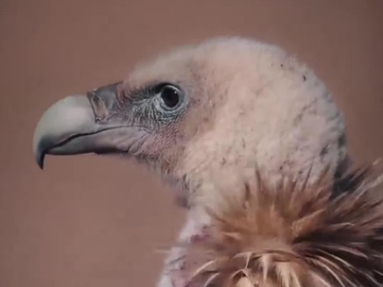 秀我中國(guó)｜青海囊謙拍到國(guó)家一級(jí)保護(hù)動(dòng)物禿鷲