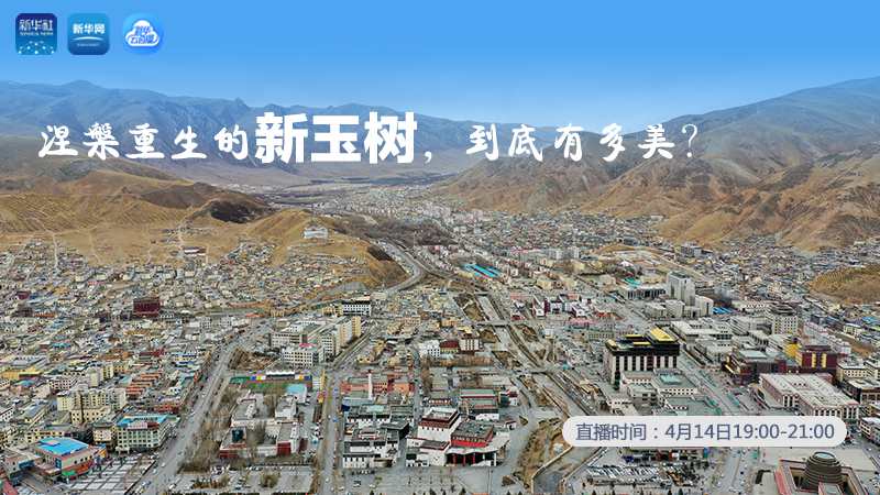 涅槃重生的新玉樹，到底有多美？