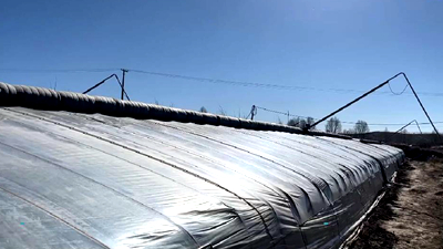 新鮮！青藏高原長出&ldquo;熱帶水果&rdquo;