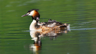 超有愛！看西寧北川河濕地公園鳳頭??花樣&ldquo;遛娃&rdquo;