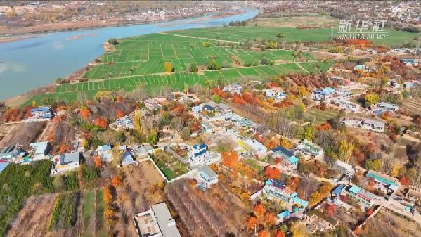 青海化?。喝f(wàn)畝冬小麥染綠黃河畔