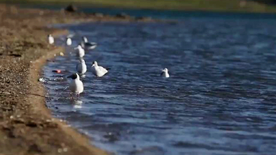 世界野生動(dòng)植物日，帶您到青藏高原領(lǐng)略&ldquo;野生動(dòng)物家園&rdquo;