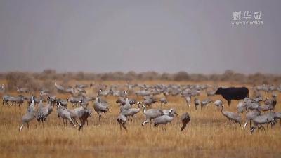 壯觀！遷徙灰鶴&ldquo;備降&rdquo;青海都蘭