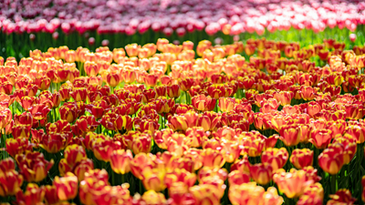 顏值爆表！青海西寧開啟&ldquo;花城&rdquo;模式